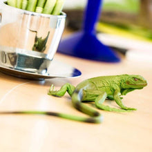 Load image into Gallery viewer, Safari Ltd Baby Iguana Miniature
