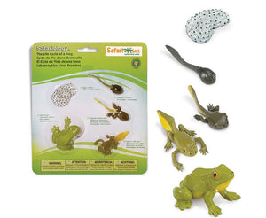 Safari Life Cycle of a Frog