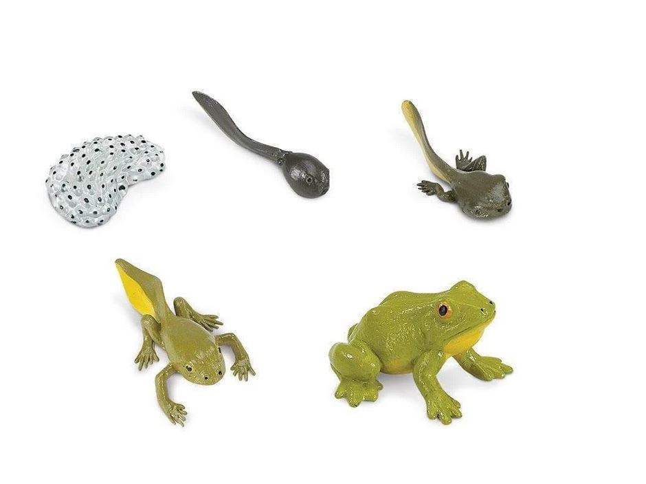 Safari Life Cycle of a Frog